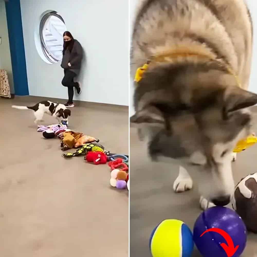 Watch Shelter Dogs Choose Their Own Christmas Toys In Heartwarming Event