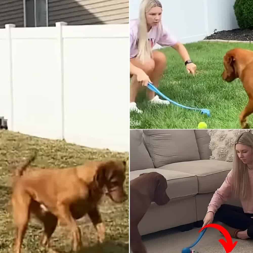 Watch This Labrador’s Hilarious Tennis Ball Dance That’s Taking The Internet By Storm