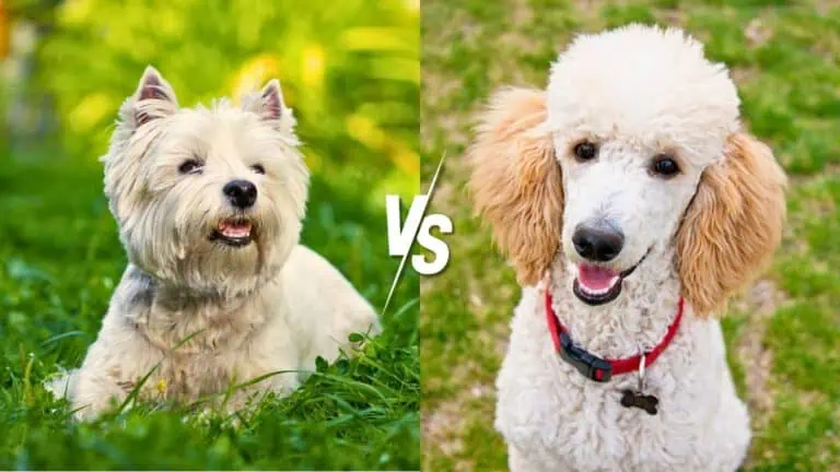 West Highland Terrier vs. Poodle - Daily BB News