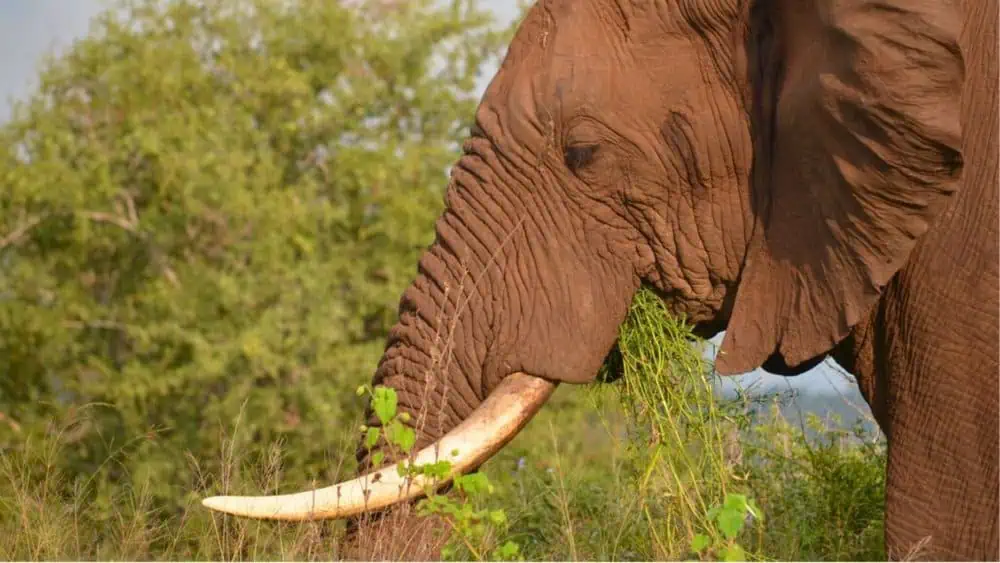 What Do Elephants Eat Daily Bb News