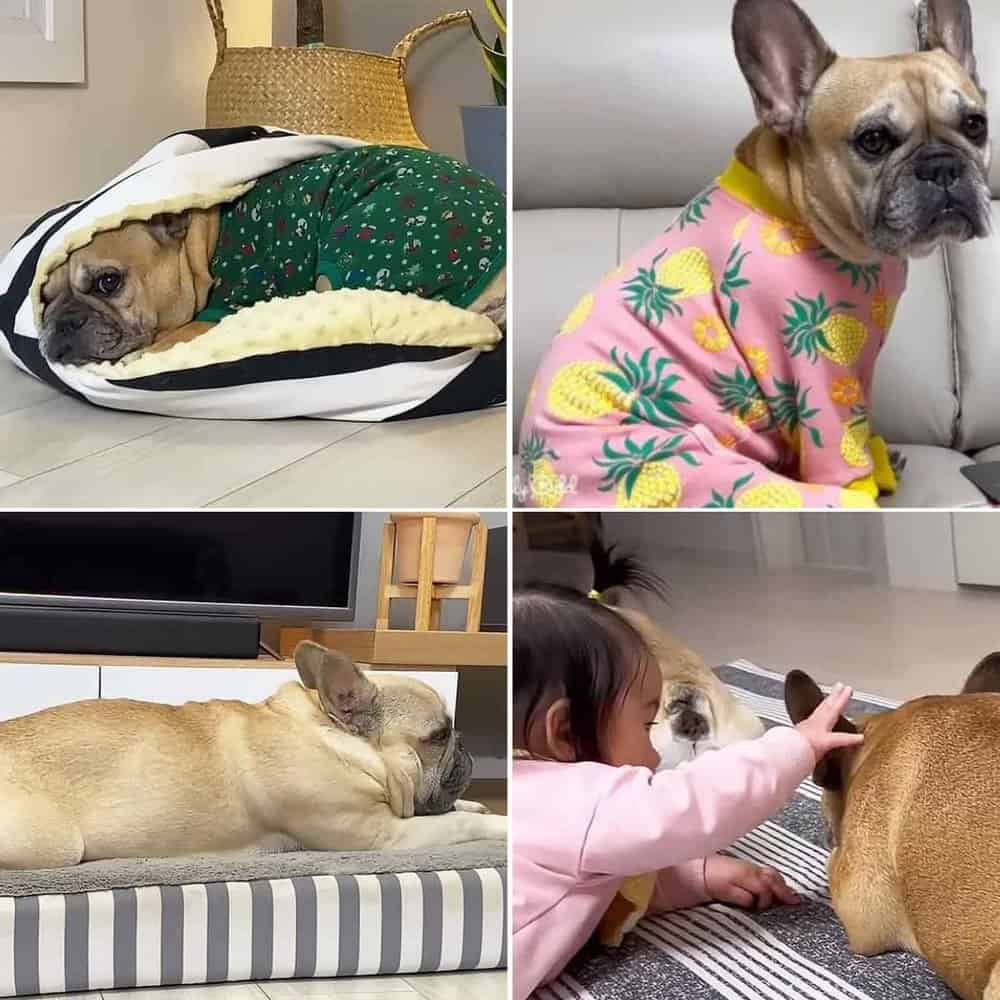Why These French Bulldogs Would Struggle In The Wild