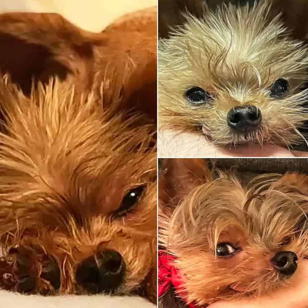 Woman's Rescue Dog Quacks Instead Of Barks