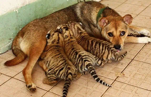‘Isn’t it heartwarming? A dog stepping in as foster mom for orphaned tigers. 1 Image 1