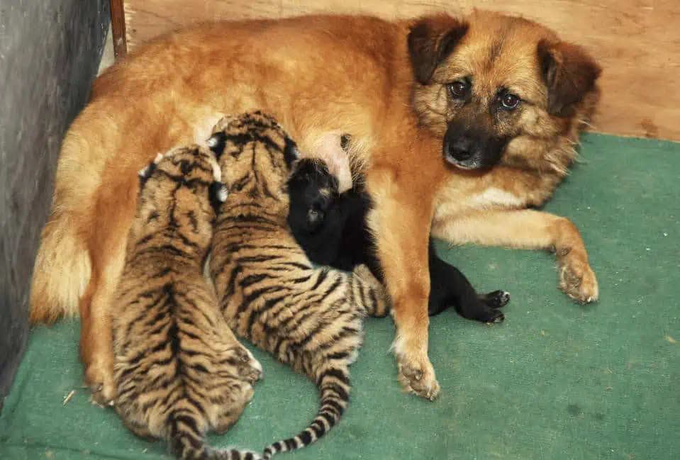 ‘Isn’t it heartwarming? A dog stepping in as foster mom for orphaned tigers. 2 Image 1