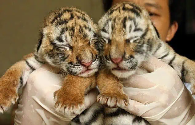 ‘Isn’t it heartwarming? A dog stepping in as foster mom for orphaned tigers. 4 Image 1