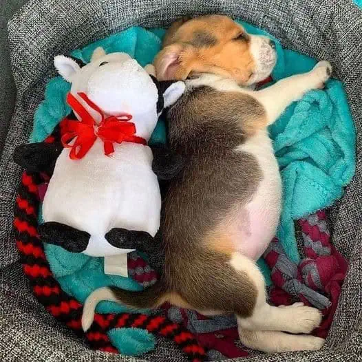 Image showcasing Baby Beagle Finds Comfort with Stuffed Toy