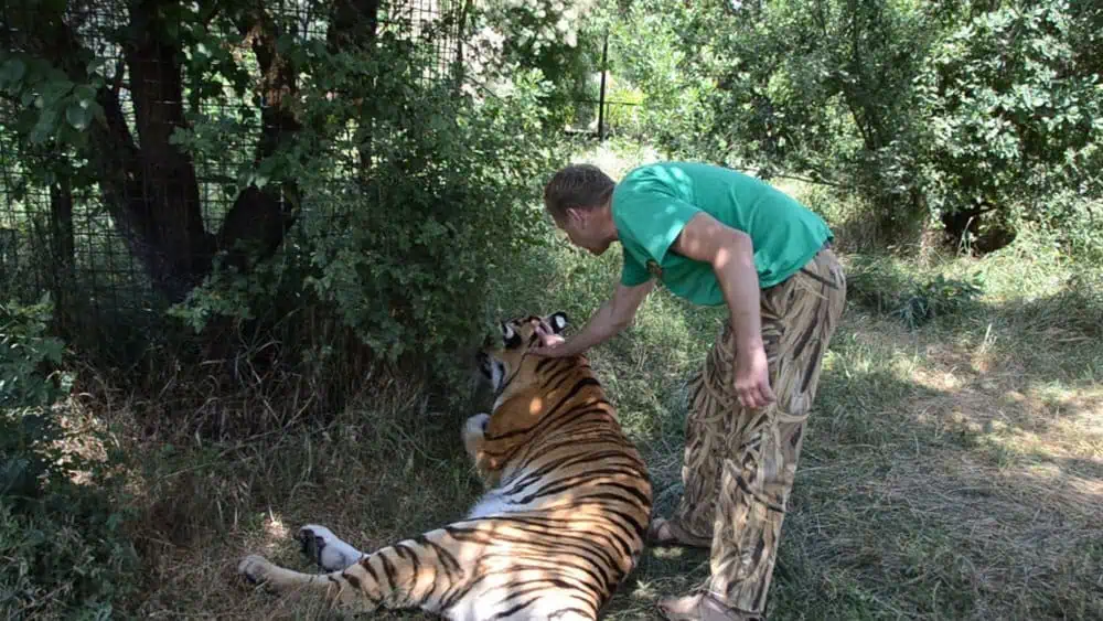 Experience the unbreakable bond between a Wildlife Guardian and her Tiger Cubs. 2 Image 2