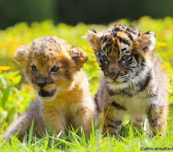 Unlikely Bond: Tiger and Lion Cubs Form Heartwarming Friendship at ...