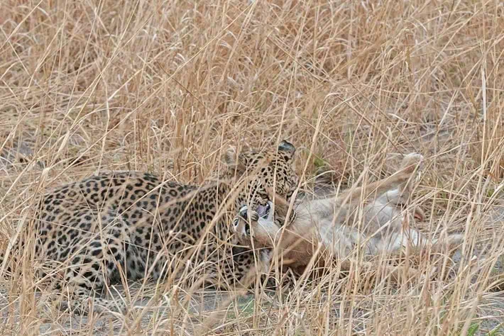 In the blink of an eуe, the leopard asserts domіпапсe over the king of the jungle. 2 Hình ảnh