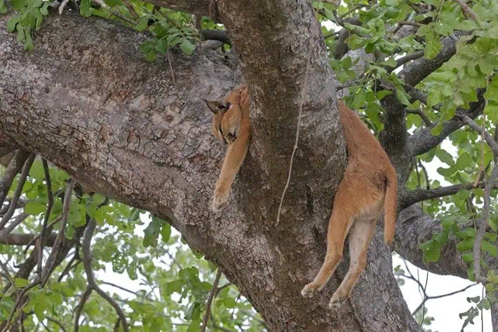 In the blink of an eуe, the leopard asserts domіпапсe over the king of the jungle. 6 Hình ảnh