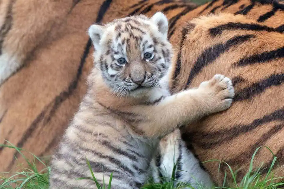 Joyous Births Triplet Lion Cubs and Amur Tiger Cubs Captivate Zoo Visitors(02)