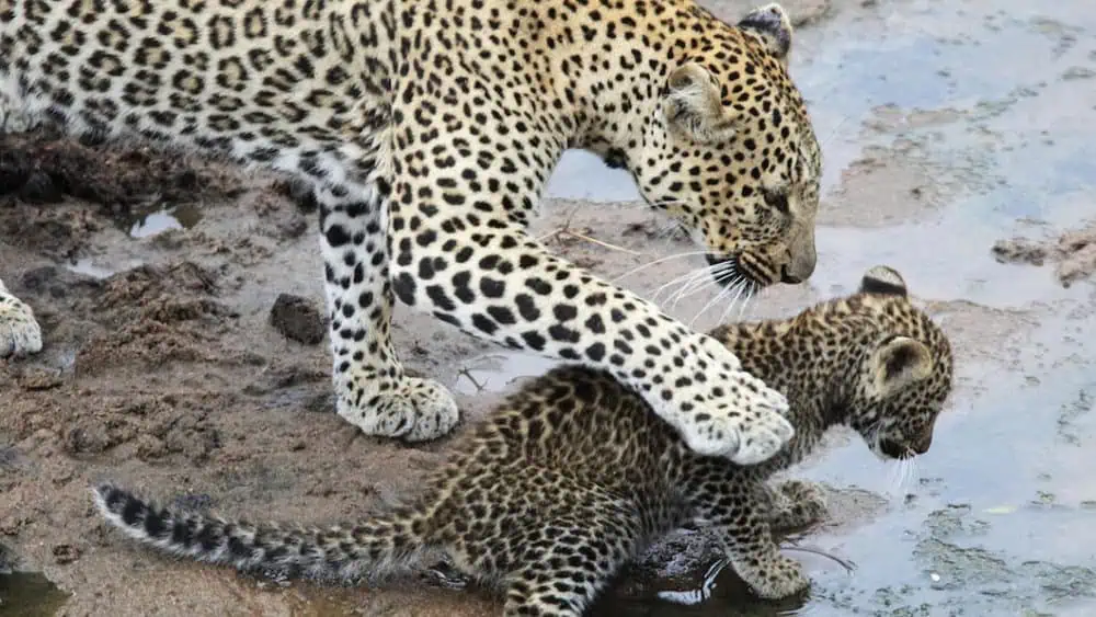 Leopards In Environment The Majestic Leopard: A Study of Adaptability and Conservation