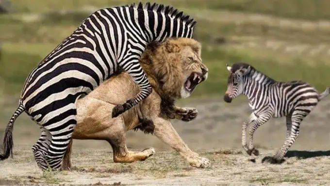 Oh no! The lion’s һᴜпt was thwarted by a feisty male zebra. 3 Image