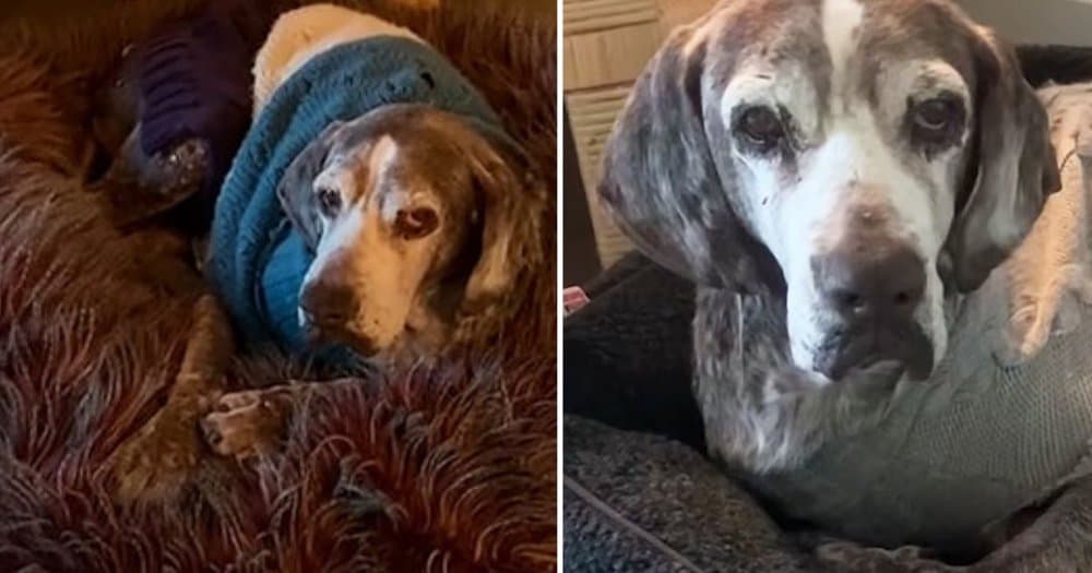 12 Years Old Rescue Dog Rediscovered His Youthful Spirit