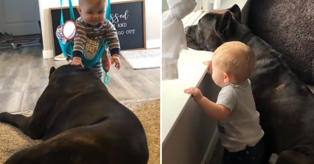 125 Pound Dog Helps Baby Take First Steps
