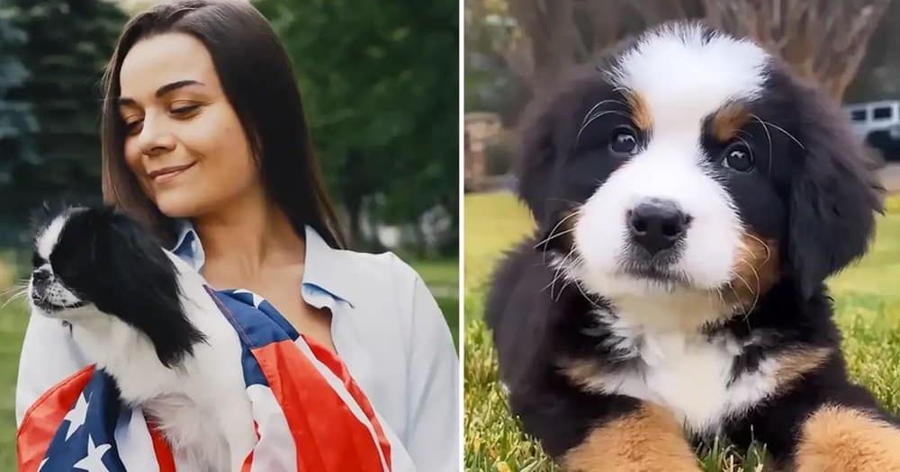 20 Adorable Small Dog Breeds That Will Melt Your Heart