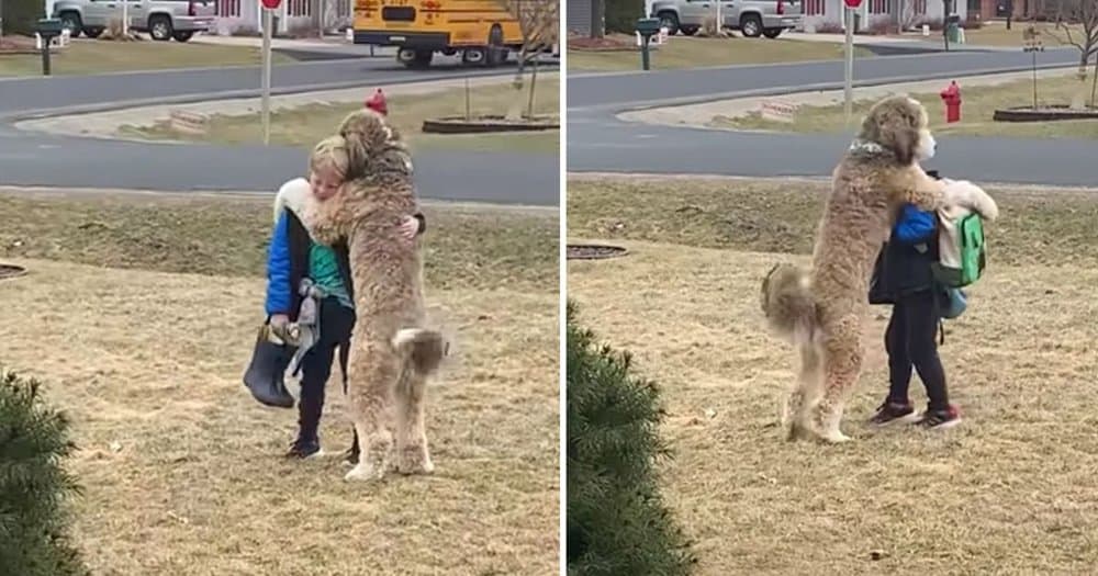 A Heartwarming After School Tradition Lily And Max’s Joyful Reunions