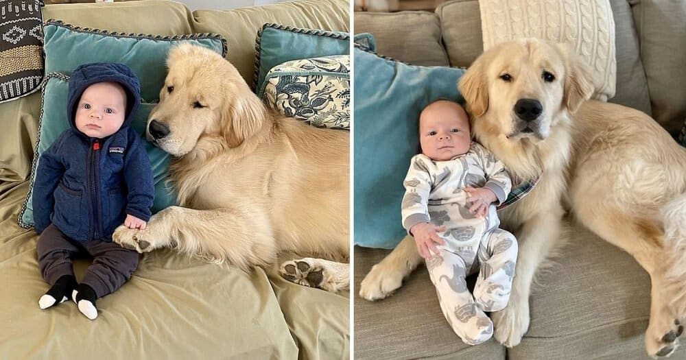 A Heartwarming Bond Golden Retriever’s Adorable Care For Baby Brother