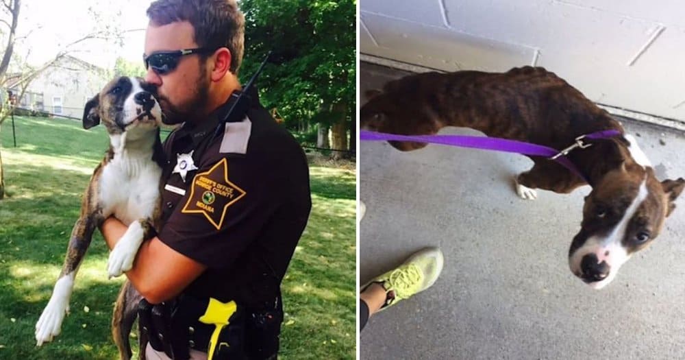 Abandoned Dog Finds New Home With Rescuer In Bloomington