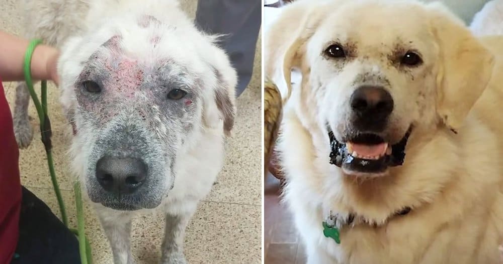 Abandoned Dog Finds New Lease On Life With Loving Owner