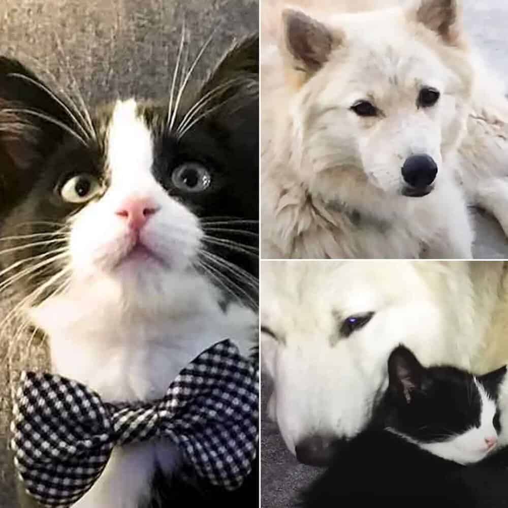 Abandoned Kitten Becomes Service Cat For Injured Dog