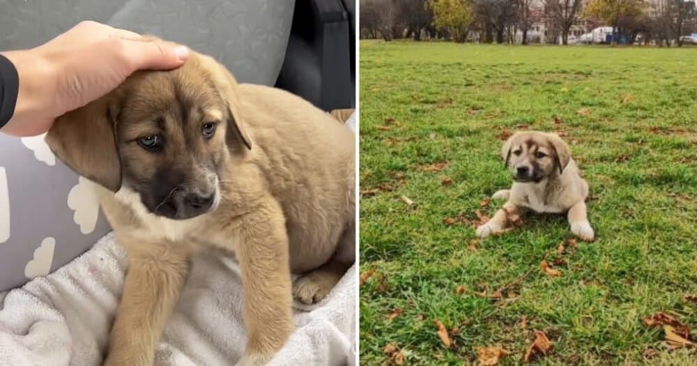 Abandoned Puppy Finds Joyful New Home With Loving Family And Playful Yard