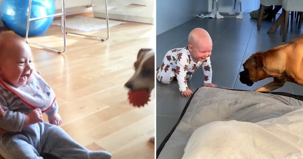 Babies Burst Into Laughter As Dogs Delight With Adorable Antics
