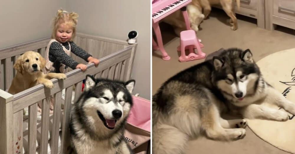 Baby Amelia Falls Asleep Only When Her Dogs Are By Her Side