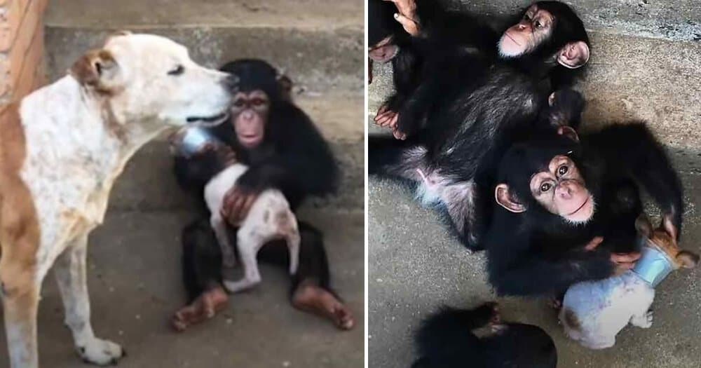 Baby Chimpanzees Help Transform A Sick Puppy Into A Happy Dog