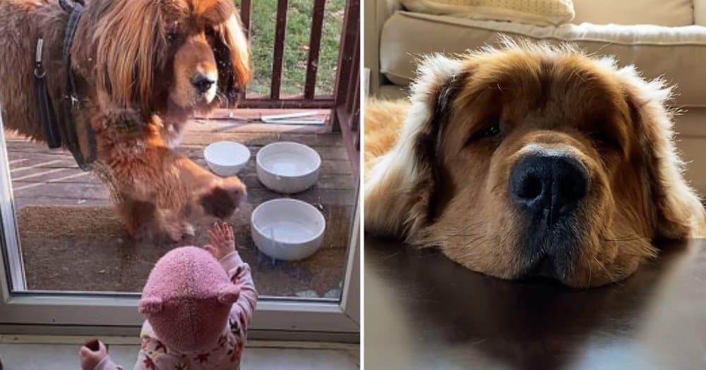 Baby Girl Forms Heartwarming Bond With Giant Rescue Dog