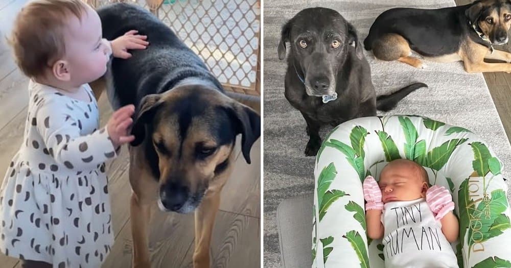 Baby Learns To Walk With The Help Of Her Loyal Dog