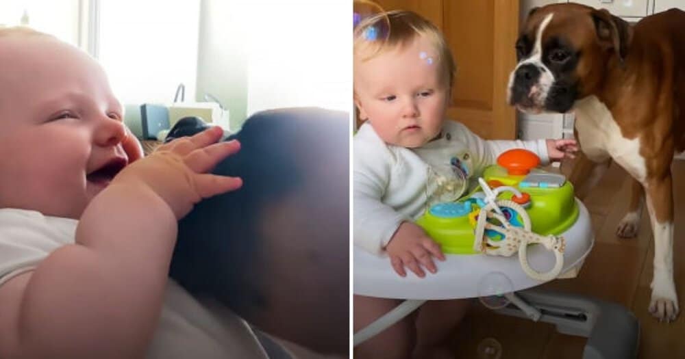 Boxer Dog Becomes The Best Big Brother To Newborn Baby