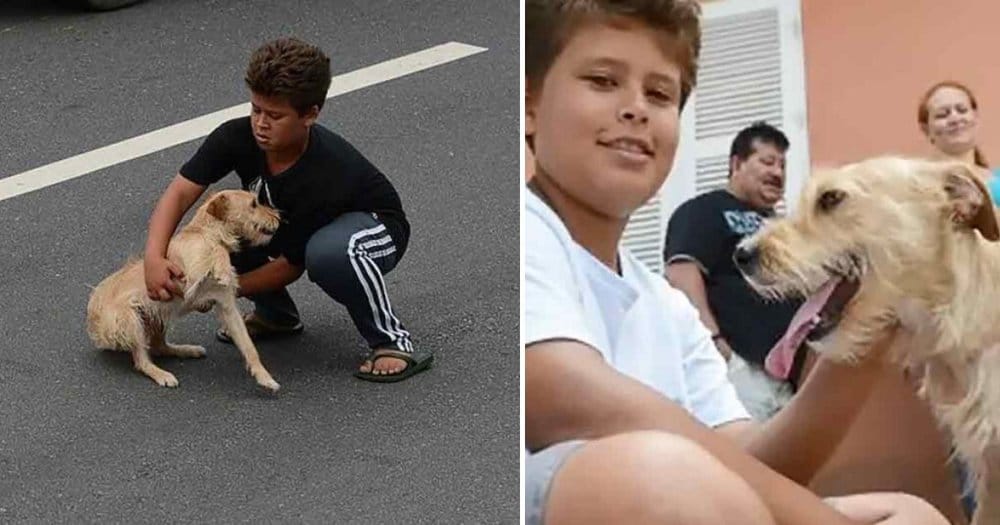 Brave Boy Stops Traffic To Rescue Injured Dog
