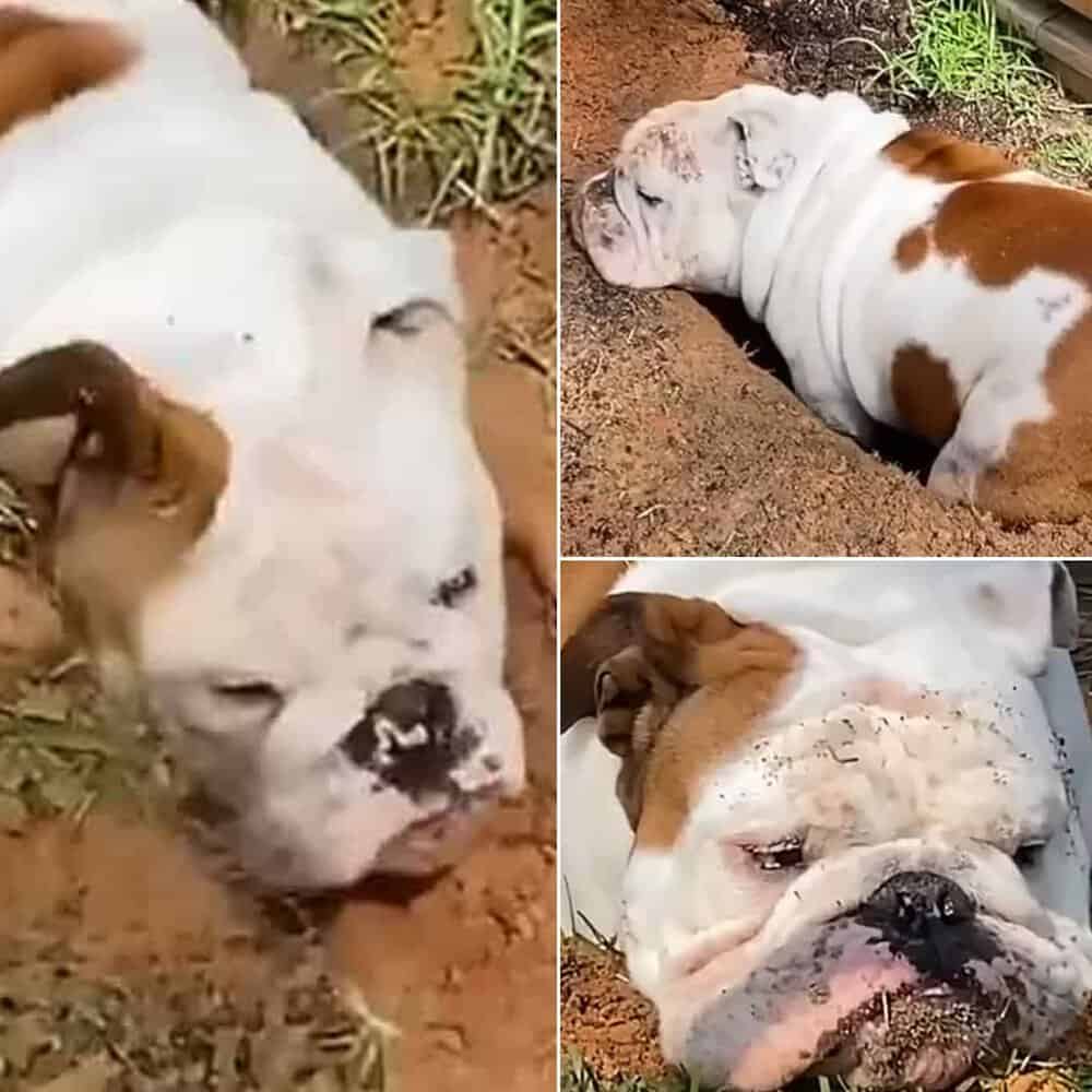 Bulldog Franklin's Unusual Passion A Love For Holes