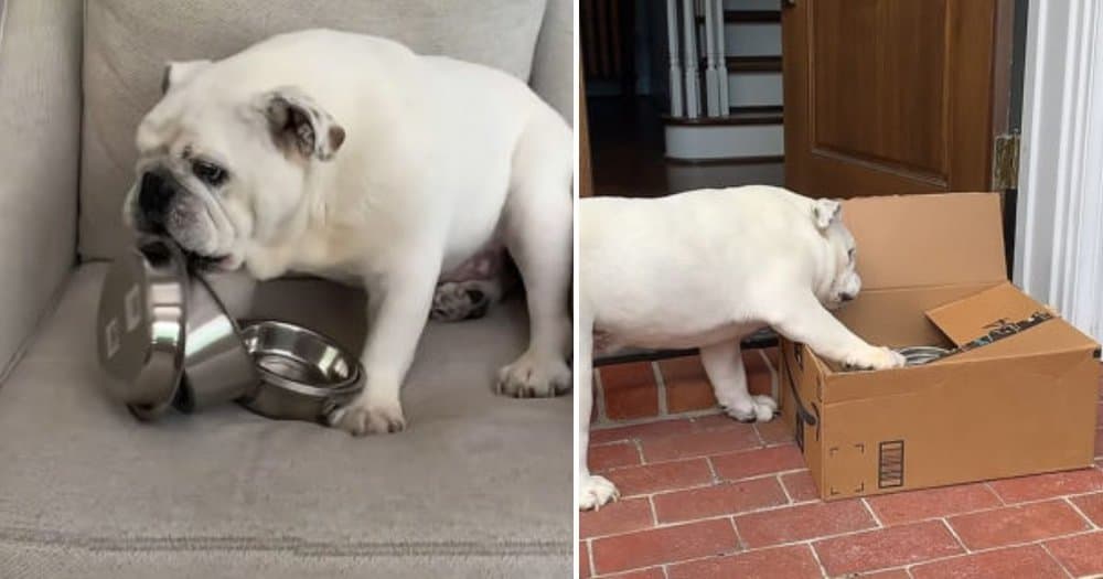 Bulldog's Bowl Obsession Leads To Special Surprise
