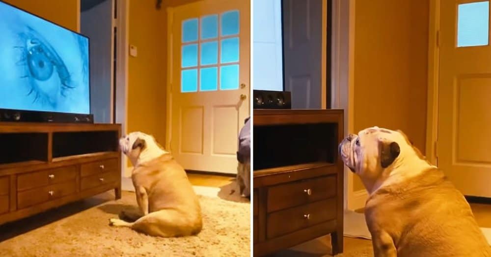 Bulldog’s Hilarious Reaction To Psychos Iconic Shower Scene