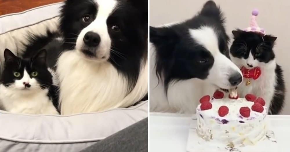 Cat And Dog Siblings With Matching Fur Colors Share A Special Bond