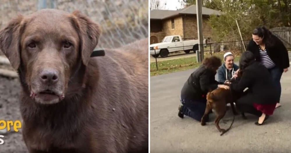 Chocolate Labrador Reunited With Family After 5 Years Apart