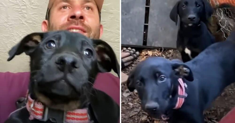 Compassionate Owner Makes Heartfelt Sacrifice To Find New Homes For Her Dogs