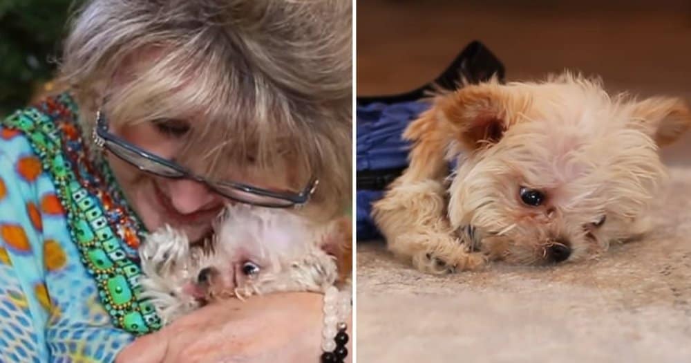 Compassionate Woman Adopts Tiny Dog With Special Needs