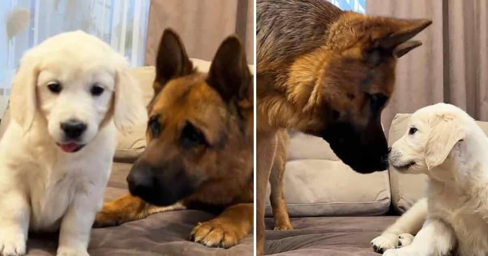 Curious German Shepherd Treats New Puppy Like A Police Case