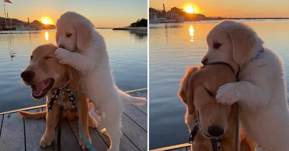 Dog Finds Comfort In Friendship After Owner’s Scolding