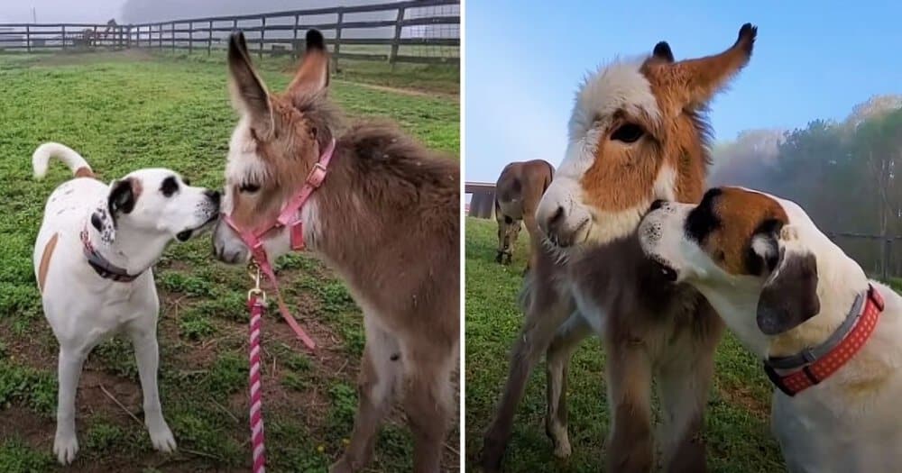 Dog Forms Unbreakable Bond With Newborn Donkey At Sanctuary