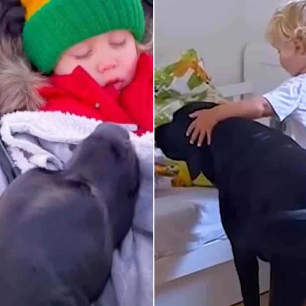 Dog Teaches Baby Brother The Ways Of Puppyhood