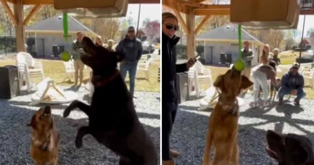 Dog's Birthday Pinata Party Brings Joy And Laughter