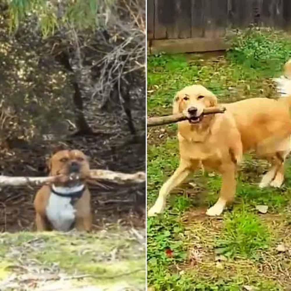 Dogs Show Off Their Stick Finding Skills With Hilarious Results