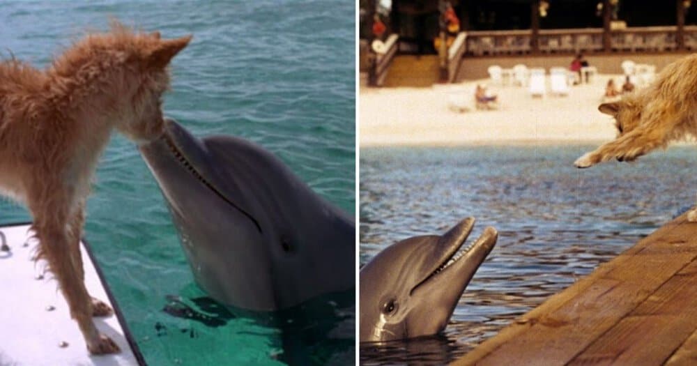 Dolphin's Heroic Rescue Of Dog Captures Hearts In Harmony Bay