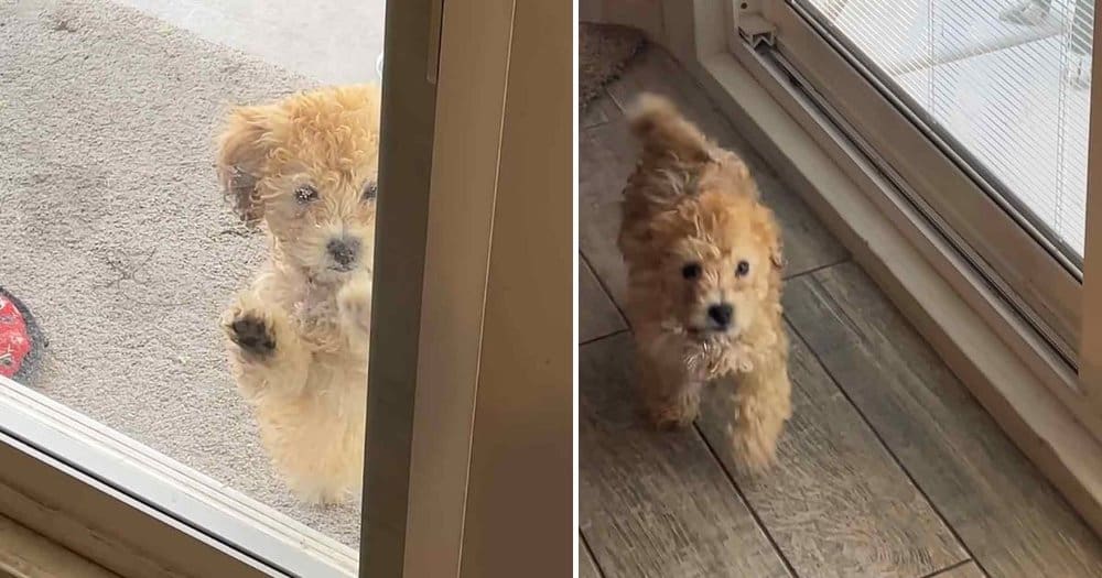 Experienced Dog Helps Puppy Learn To Use Doggy Door
