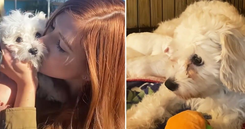 Foster Parents Use Dog Camera To Assist Deaf Dog With Her Puppies