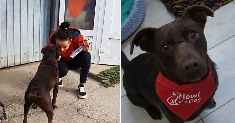 Friendly Stray Dog Rescued After Waiting In The Same Spot Every Day